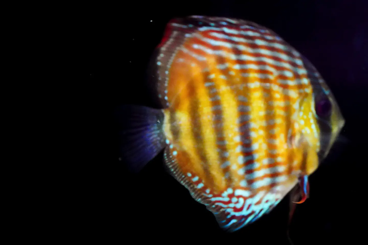 Iripixi  Royal 3