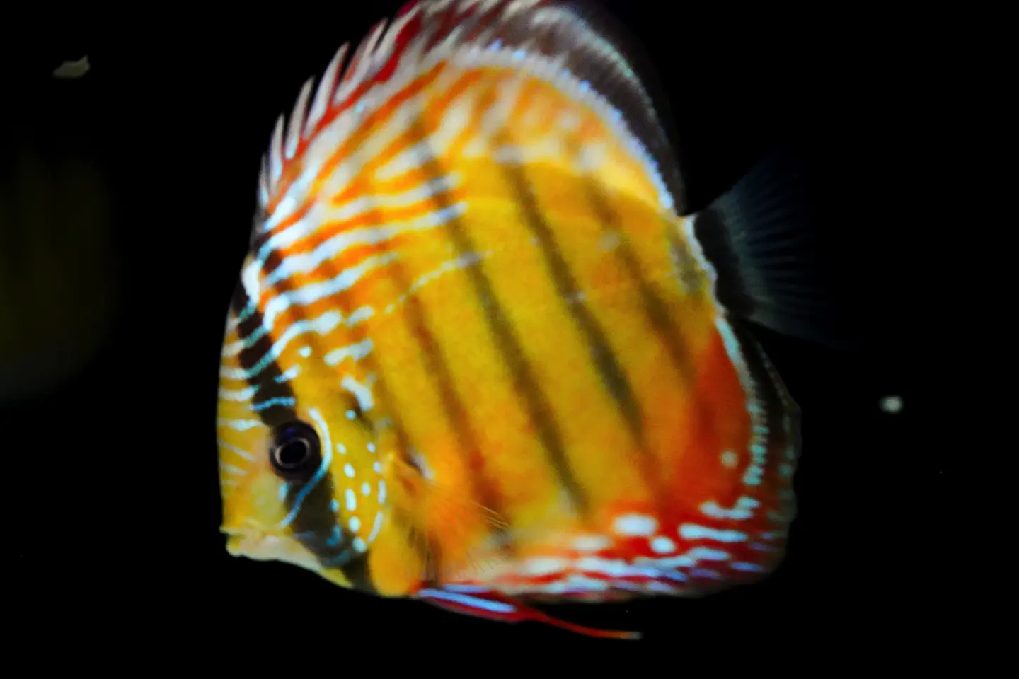 Iripixi Semi Royal 3