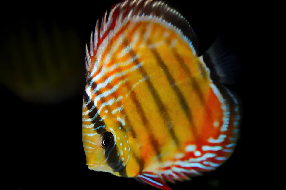 Iripixi Semi Royal 1