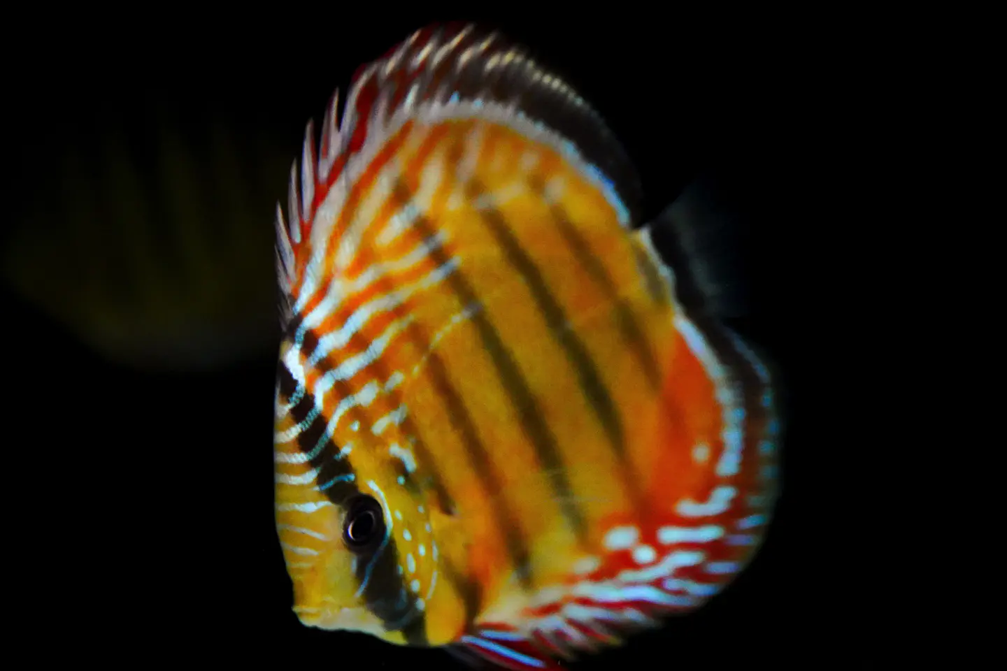 Iripixi Semi Royal 4