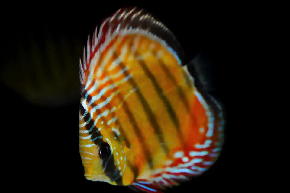 Iripixi Semi Royal 4