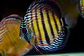 Golden Ica Bar - thumbnail 5