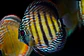 Golden Ica Bar - thumbnail 7