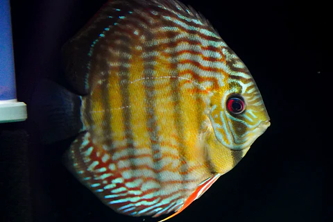 Iripixi  Royal