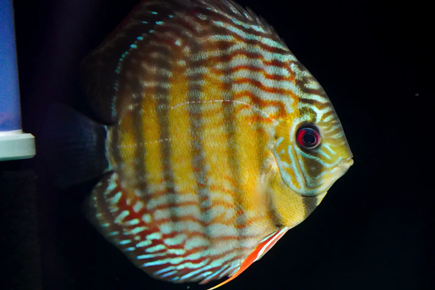 Iripixi  Royal 1