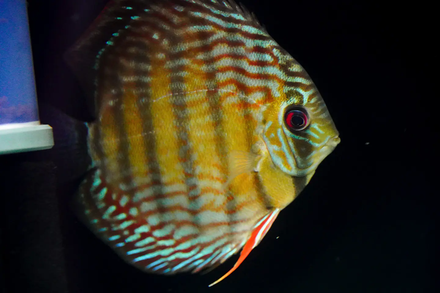 Iripixi  Royal 3