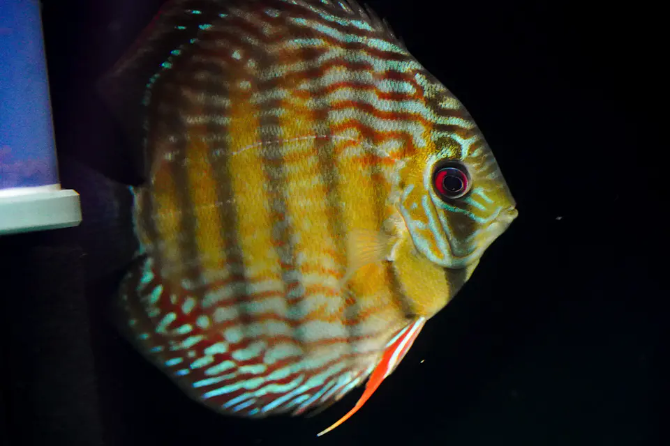 Iripixi  Royal 3