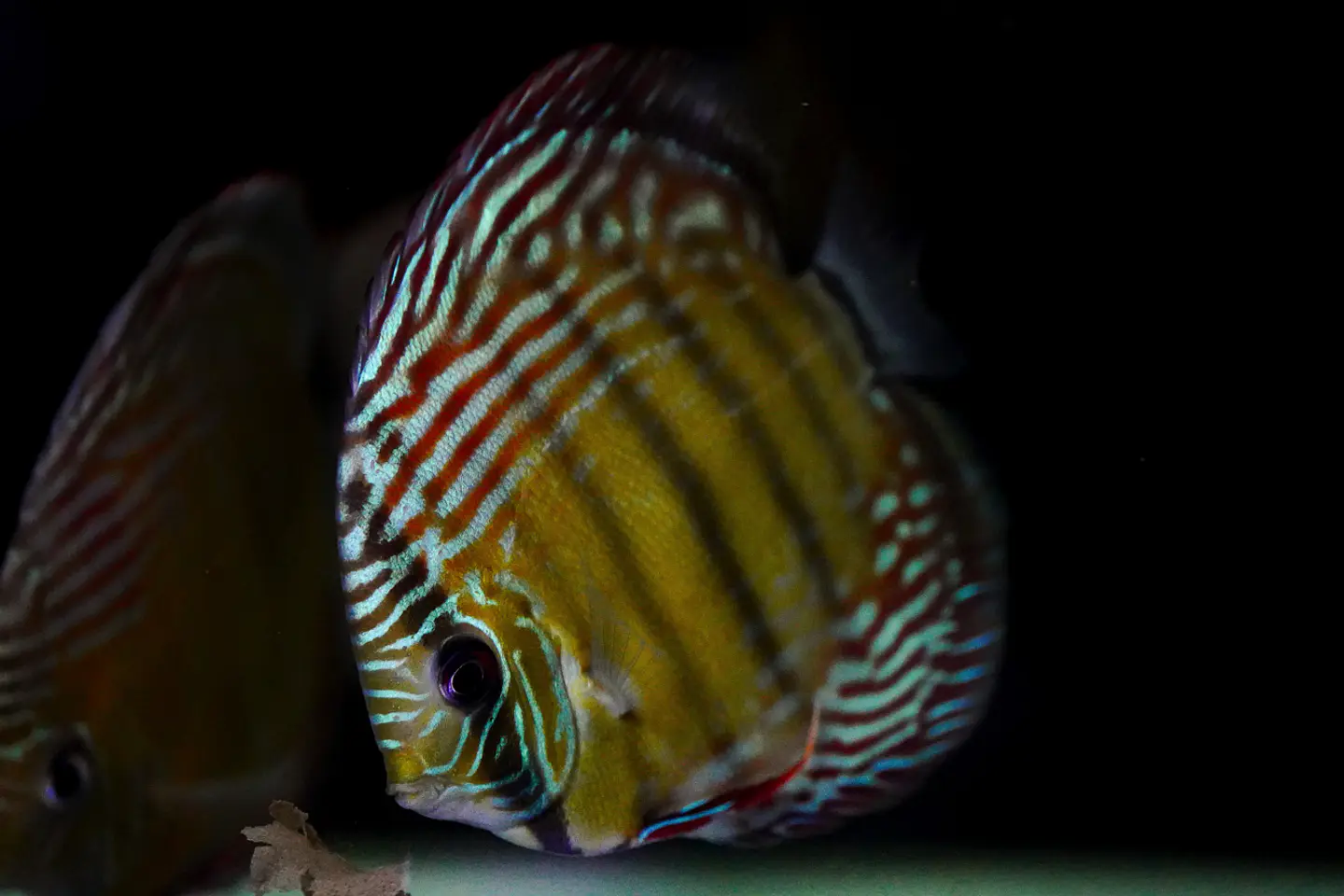 Iripixi  Semi Royal 5