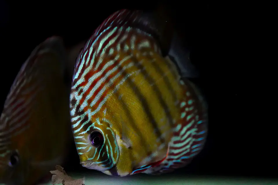 Iripixi  Semi Royal 5