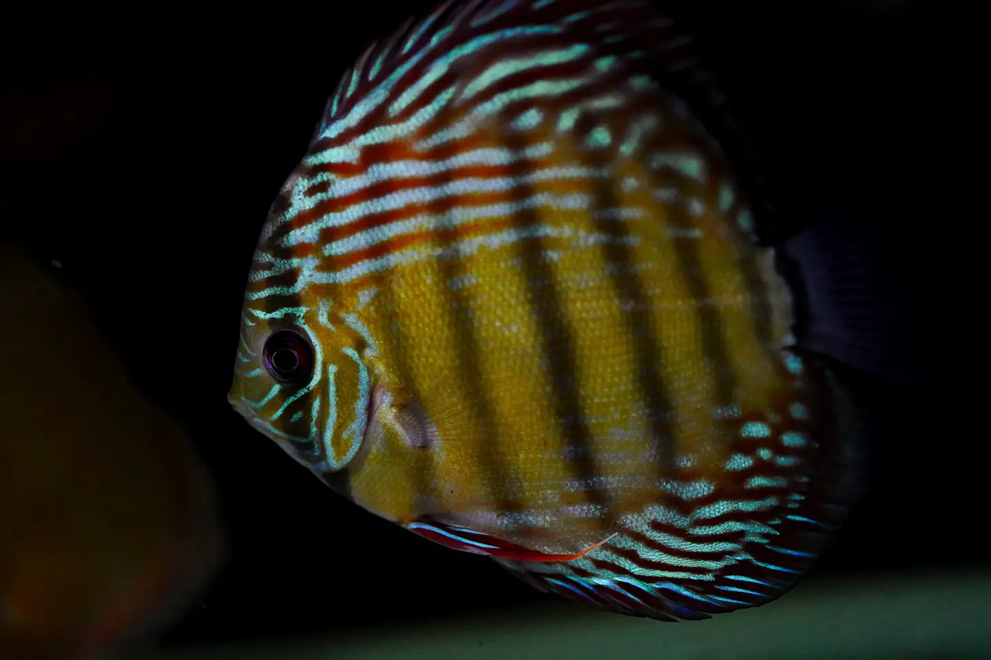 Iripixi  Semi Royal 8