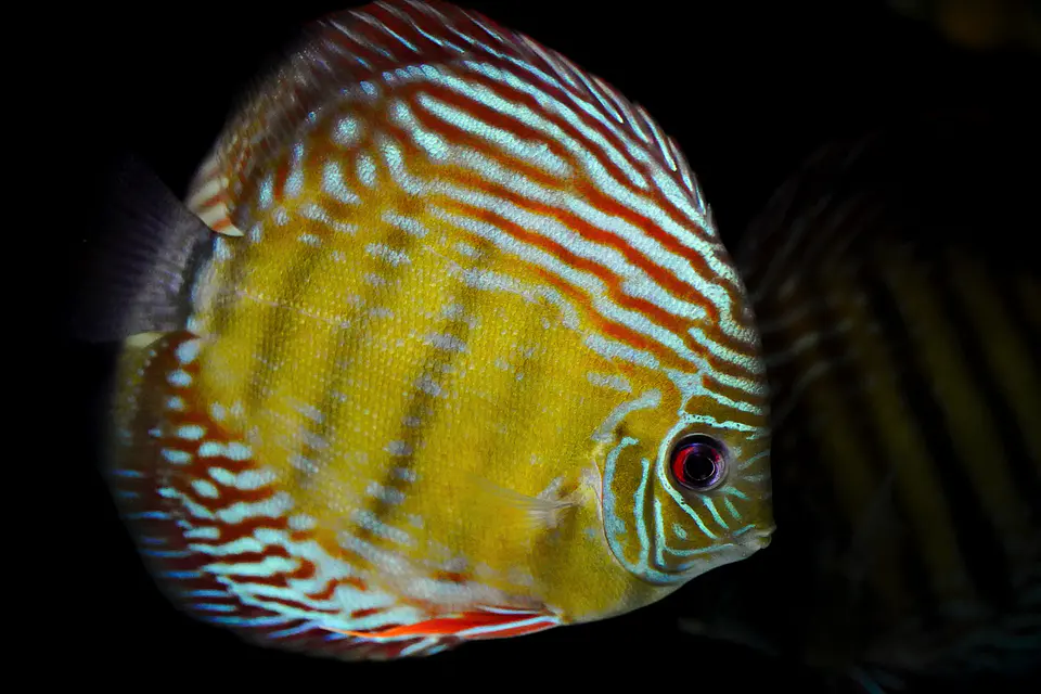 Iripixi  Semi Royal 9