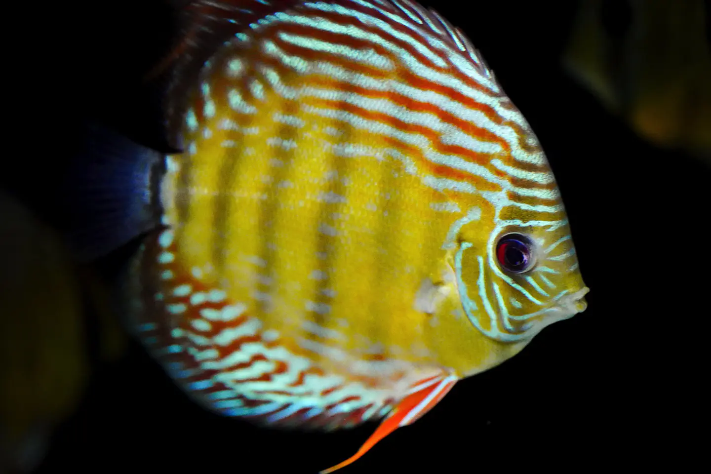 Iripixi  Semi Royal 10