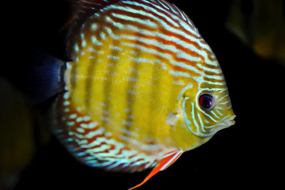 Iripixi  Semi Royal 10