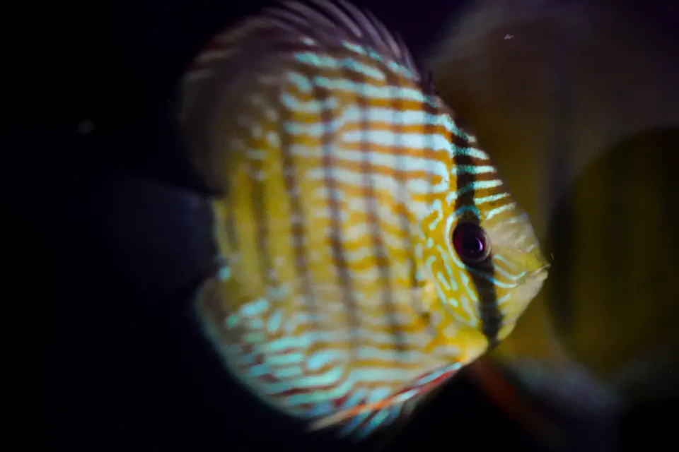 Iripixi  Royal 1