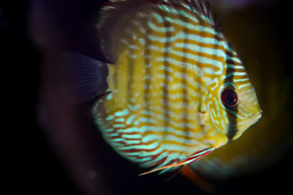Iripixi  Royal 3