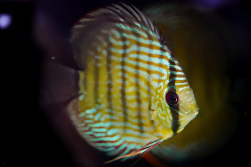 Iripixi  Royal 4