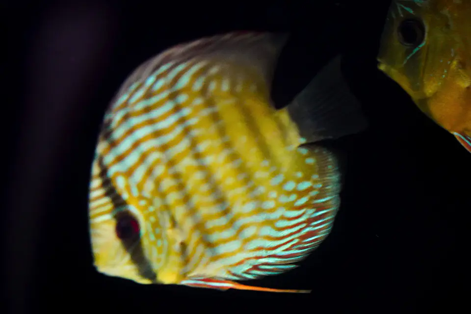 Iripixi  Royal 2