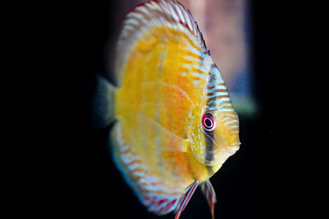 Iripixi Red Solid