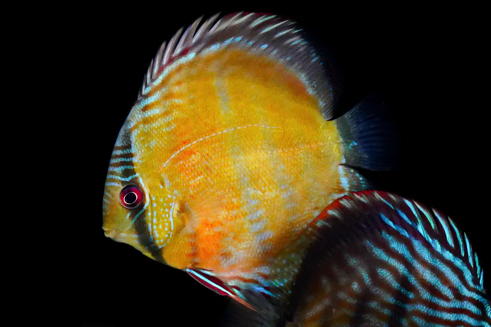 Iripixi Red Solid 2