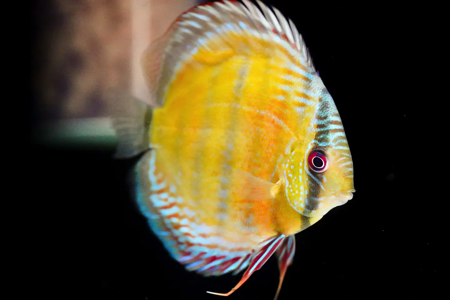 Iripixi Red Solid 5