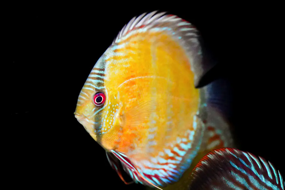 Iripixi Red Solid 6