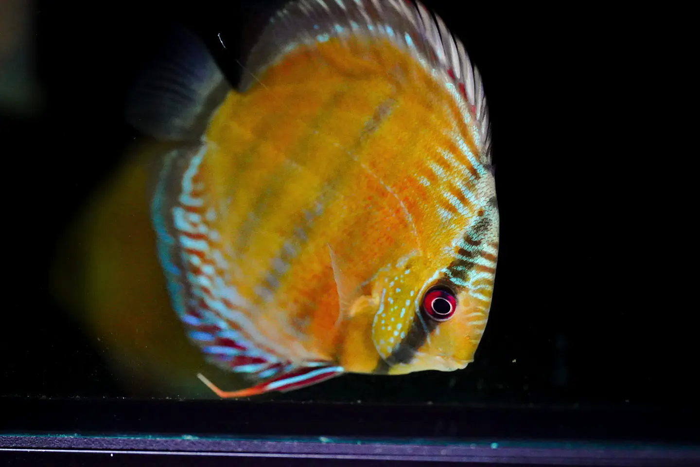 Iripixi Red Solid 9