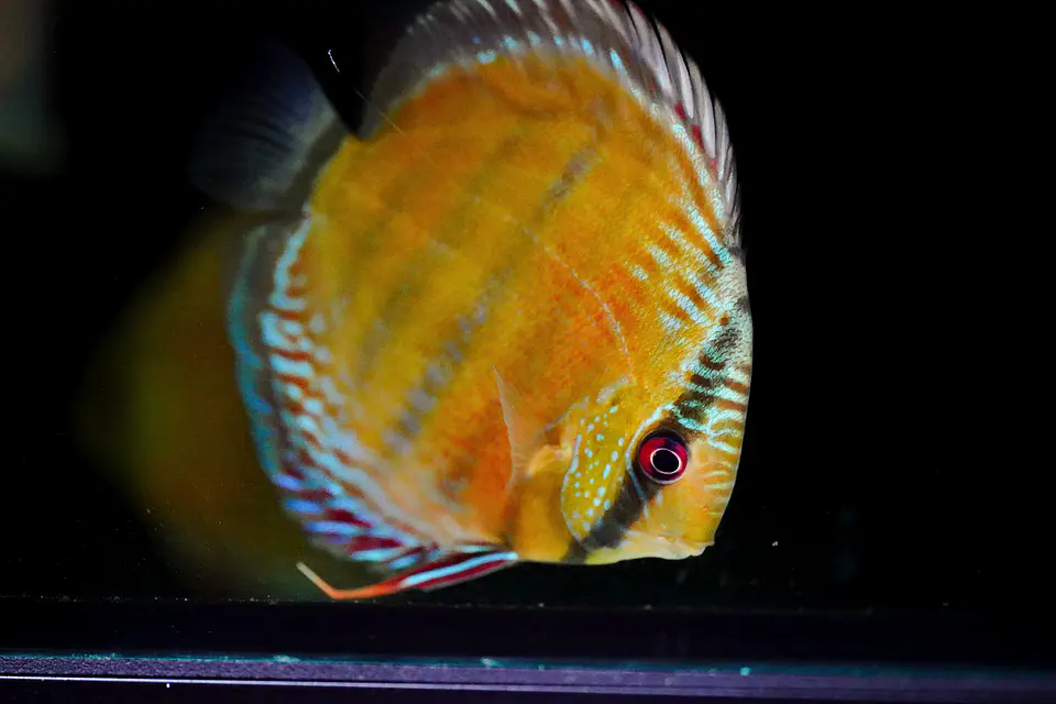 Iripixi Red Solid 9