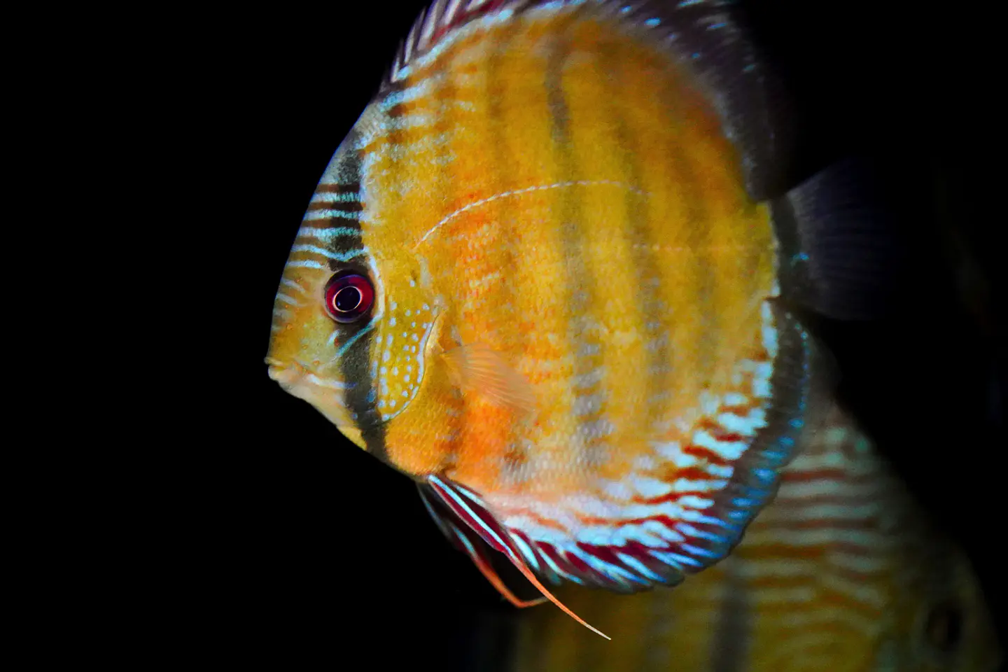 Iripixi Red Solid 10