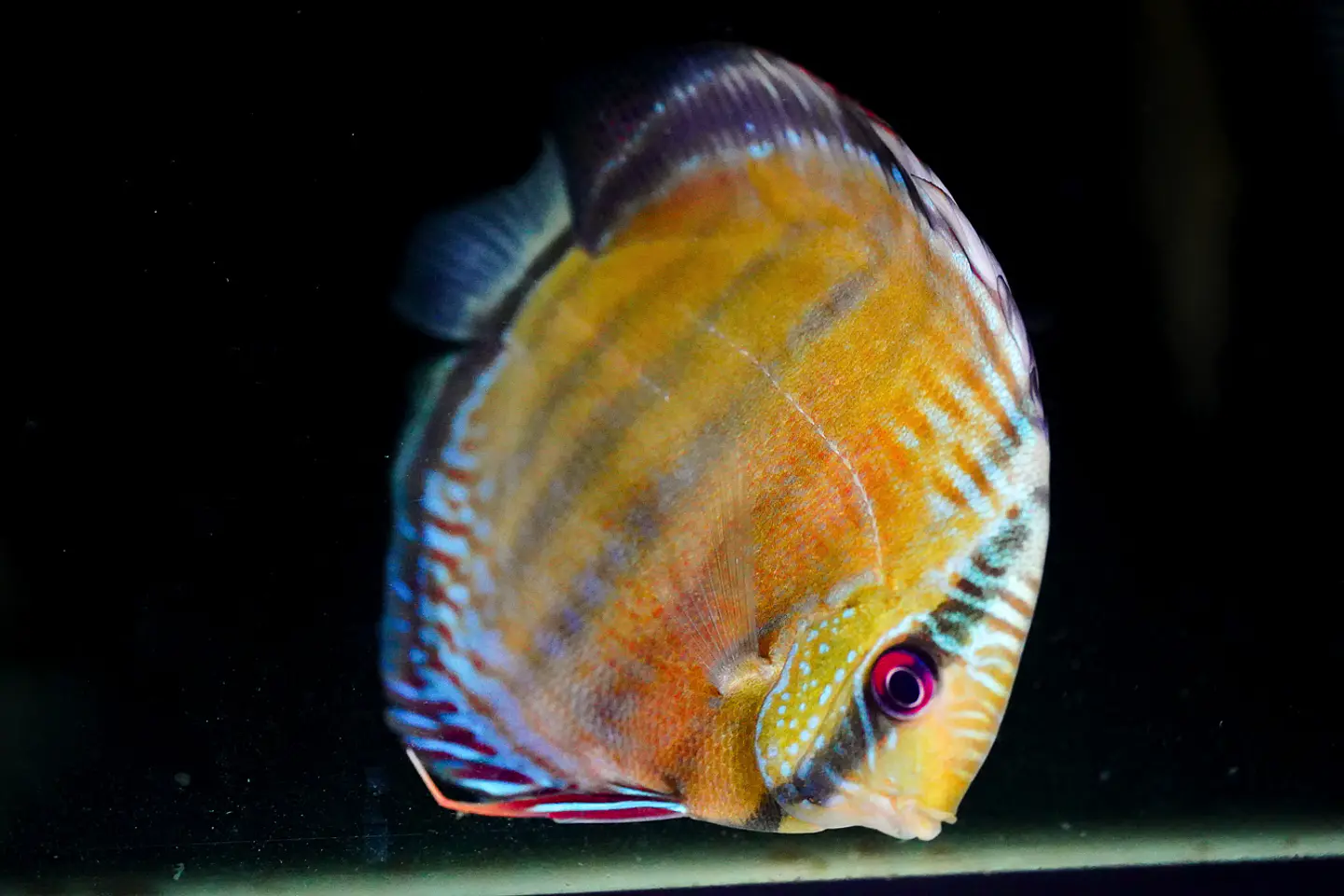 Iripixi Red Solid 11