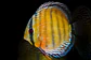 Iripixi Red Solid - thumbnail 12