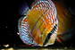 Iripixi Semi Royal - thumbnail 1