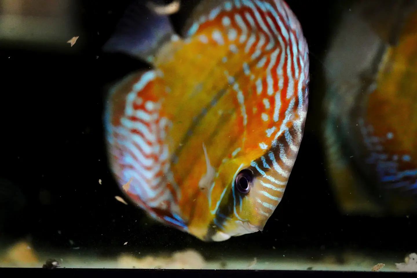Iripixi Semi Royal 4