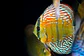 Iripixi Semi Royal - thumbnail 5