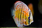 Iripixi Semi Royal - thumbnail 6