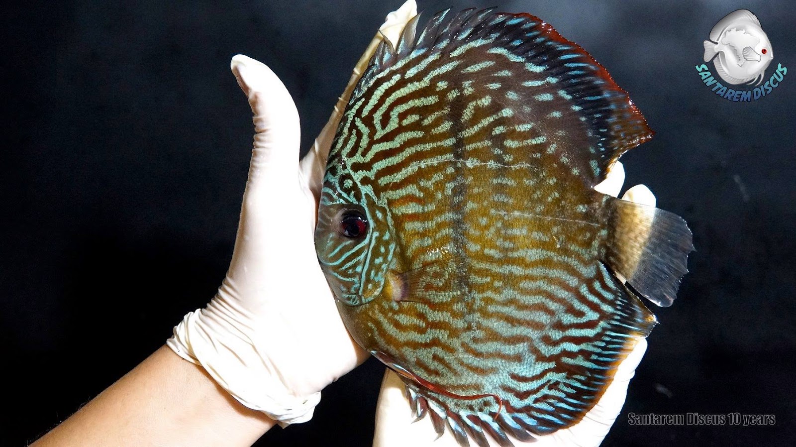 Wild Discus Marketplace