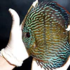 Wild Discus Marketplace