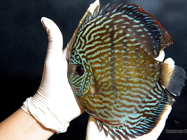 Wild Discus Marketplace