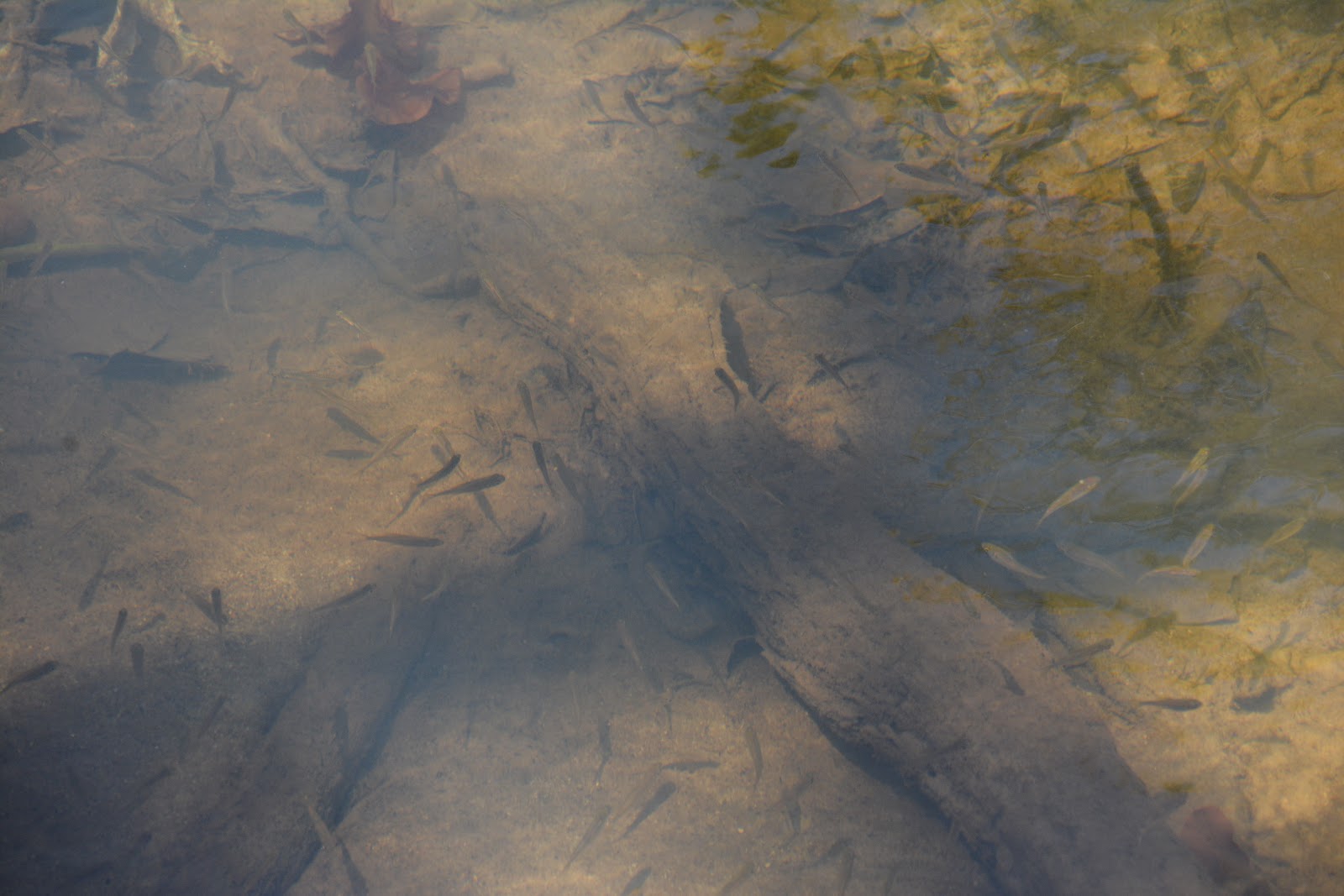 Amazon Biotope