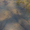 Amazon Biotope