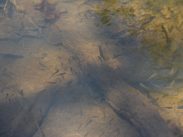 Amazon Biotope