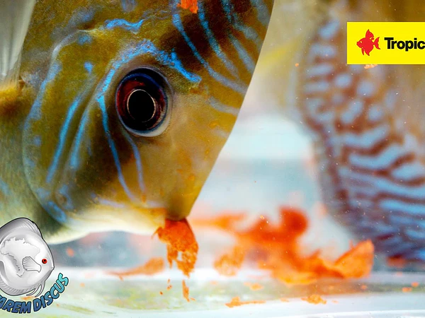 Feed Wild Discus The best way !