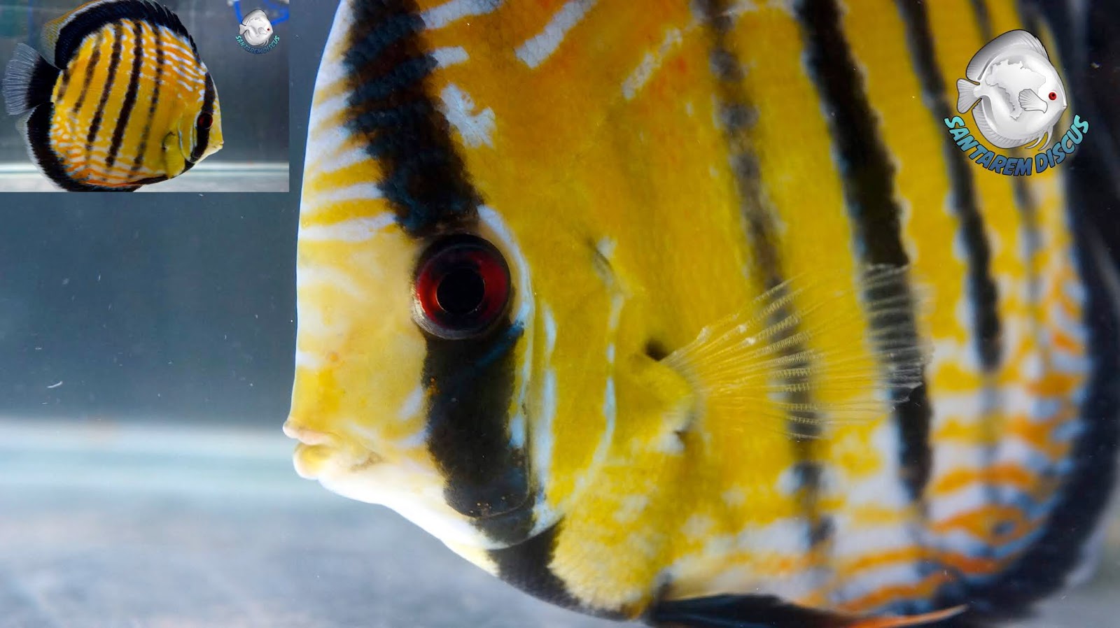 The Most Rare Wild Discus