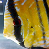 The Most Rare Wild Discus