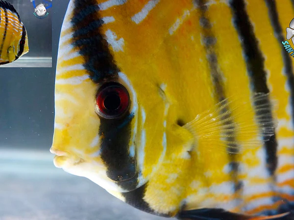 The Most Rare Wild Discus