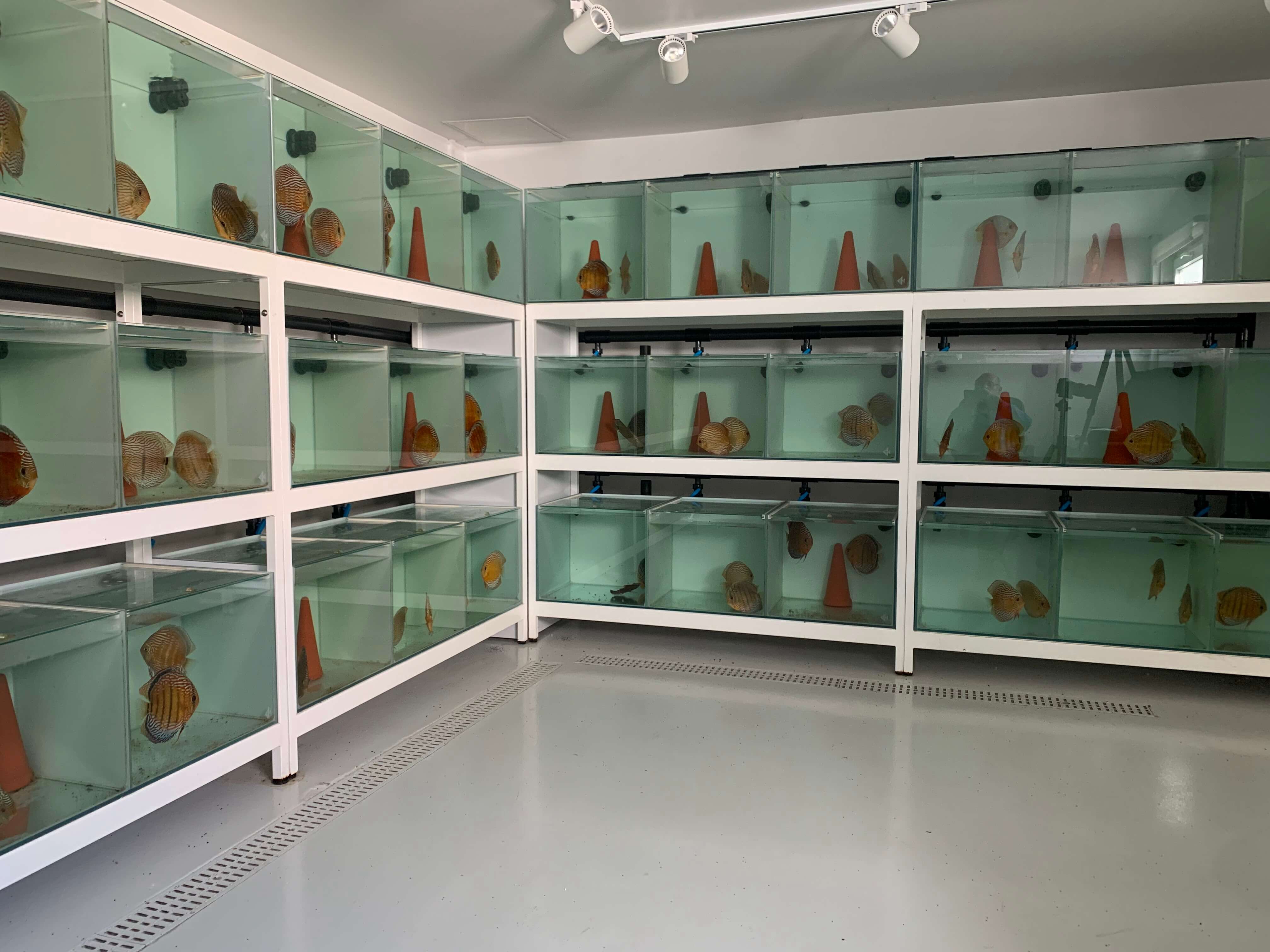 Wild Discus ; A Genetic and Biological Revolution in Portugal