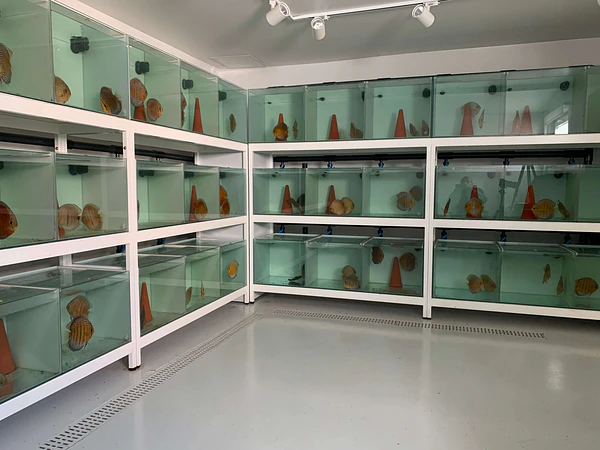 Wild Discus ; A Genetic and Biological Revolution in Portugal