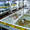 Santarem Discus Plus - New project in Europe