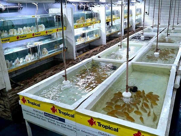 Santarem Discus Plus - New project in Europe