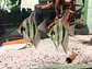 Pack 5 un // Altum Orinoco F2 -  - thumbnail 1