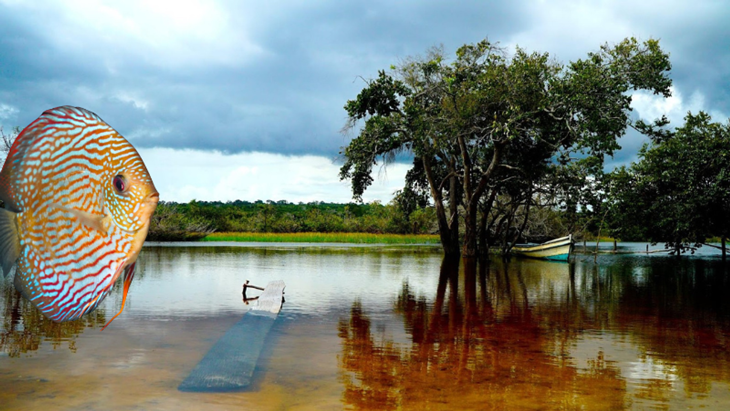 Bem vindo a nossa loja online Santarém Discus Plus 